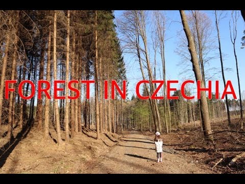 HOW FOREST LOOK LIKE IN CZECH REPUBLIC | Czech Forest 2019